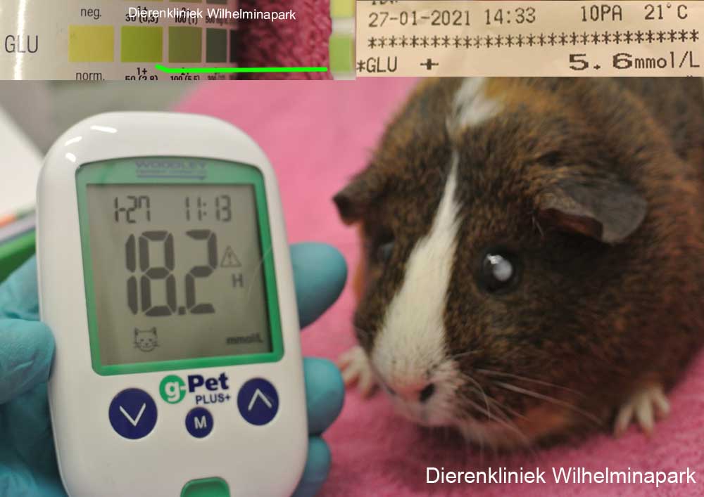 Bloedafnemen met een G pet plus bloed glucosemeter